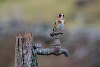 Goldfinch - Carduelis carduelis on garden tap