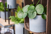 Pilea peperomioides in pale blue pot