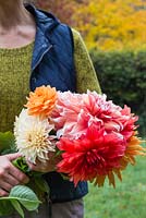 Woman holding bunch of cut flowers. Dahlia 'Cafe au Lait', 'Frost Nip', 'Karma Naomi', 'Mrs Eileen' and 'Ariko Zsaza'