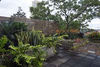 Wide view of a rooftop garden featuring the colourful foliage of assorted bromeliads, succulents, ferns, palms and cycades. 