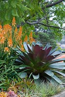 Alcantarea imperialis 'Purpurea with Aloe 'Copper Shower' seen in a raised garden bed