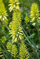 Aloe 'Bush Baby Yellow' 