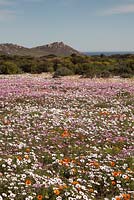 Meadow of Ursinia anthemoides, Senecio arenarius and Dimophotheca pluvalis - September, South Africa