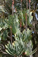 Kumara plicatilis - Fan Aloe - September. Kirstenbosch Botanical Gardens, Cape Town, South Africa