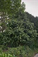 Podocarpus henkelii with new foliage- Henkel's Yellowwood - September, South Africa