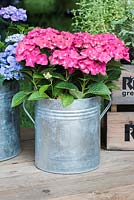 Hydrangea planted in metal container. Rhino Glasshouse stand, RHS Hampton Court Palace Flower Show 2016