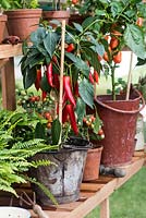 Vegetable growing in the glasshouse. Gabriel Ash Greenhouses. Hampton Court Flower Show, July 2016.