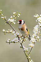 Garden birds, Goldfinch, carduelis carduelis, perched on Blackthorn Blossom, Norfolk, UK, April