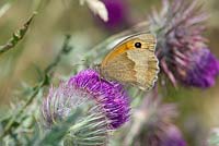 UK Butterfly, Meadow Brown, Maniola jurtina feeding on globe thistle, Carduus nutans