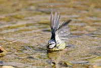 Garden Bird, Blue tit, parus caeruleus, bathing , UK, May