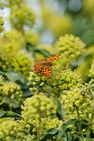 Butterfly, Comma, Polygonia c-album, feeding on common Ivy flowers, hedera helix, Norfolk, UK, September