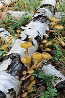 Sulpher tuft fungi growing on fallen silver birch logs, Norfolk, UK, October