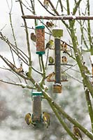 Garden bird feeders in the snow with Goldfinches, Greenfinches and Siskins 