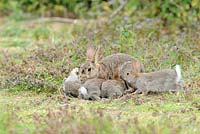 Oryctolagus cunniculus. Family of European rabbits, adult female with young attempting to suckle