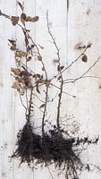 Bare root Carpinus betulus on wooden surface