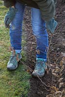 Heeling in bare root Carpinus betulus