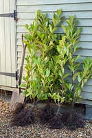 Prunus laurocerasus - Bare root cherry laurel resting against a pale green shed