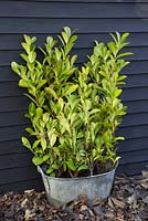 Prunus laurocerasus - Bare root cherry laurel in a metal basin against a black shed