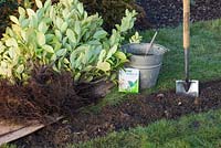Materials required for planting bare root  prunus laurocerasus  - cherry laurel