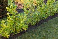 A row of freshly planted bare root Cherry Laurel