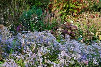 Autumn mixed planting: seed-heads of Eryngium alpinum 'Blue Star' and Inula magnifica 'Sonnenstrahl' amongst Aster macrophyllus 'Twilight' and Hydrangea quercifolia, with young Sorbus koehneana, Persicaria amplexicaulis 'Rosea' and Euonymus planipes at back.