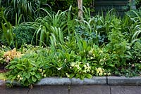 Spring border featuring primroses - Primula vulgaris, lily-of-the-valley - Convallaria majalis, poached egg plant - Limnanthes douglasii and foliage of coloured Heuchera, stonecrop - Sedum spectabile, Hemerocallis and lupins