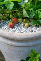 Fragaria 'Cambridge Favorite' growing in a terracotta container with crushed shells to prevent rainsplash and to deter slugs