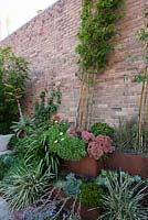 Detail of garden with corten steel tiered bed shows mixed planting of Scaevola - native fan flower, Crassula ovata 'Gollum', Sedum 'Autumn Joy' and various grasses. Bamboo and Mandevilla laxa are trained up a brick wall using chains. An Asia ceramic chair is seen.  