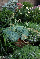 Detail of a corten steel edged raised garden with a dense planting of mixed perennials and succulents, featuring a flowering Echeveria secunda, Old Hens and Chicks, Blue Echeveria and Scaevola aemula