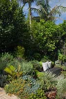 A sitting nook with cushions under a large lemon tree in a small inner city garden surrounded by various textured foliage plants including Blue chalk sticks, succulents, grasses, variegated foliage, and a cycad. 