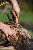 Harvested Yacon