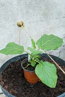 Aubergine 'Pinstripe'