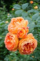 Rosa 'Lady of Shalott'. English Rose - bred by David Austin