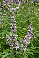 Vitex agnus-castus, in flower.