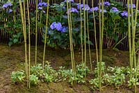 Hydrangea macrophylla 'Blaumeise' and and Phyllostachys stems - Japanese Summer Garden, RHS Hampton Court Palace Flower Show 2016 - Design: Saori Imoto