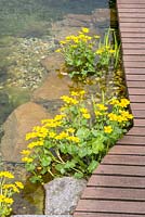 A natural swimming pool with Caltha palustris
