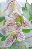 Clematis cirrhosa 'Freckles'