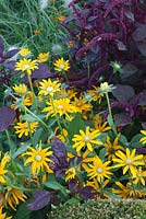 Rudbeckia hirta 'Irish Eyes', Ameranthus Hopi Red. Ulting Wick, Essex