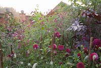 Dahlia 'Downland Royal', Ricinus, Pennisetum villosum, Persicaria orientalis, Verbena hastata in a late summer border. Ulting Wick, Essex