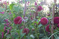 Dahlia 'Downland Royal' with Persicaria orientalis. Ulting Wick, Essex.