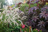 Ricinus 'New Zealand Purple', Verbena hastata   and Pennesetum orientale. Ulting Wick, Essex