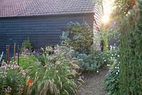 Late summer planting next to barn at dawn with Anemone japonica, Nicotiana and Euphorbia. Ulting Wick, Essex
