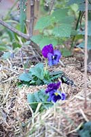 Violets growing in the strawbales.