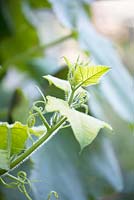 Solanum melongena - eggplant.