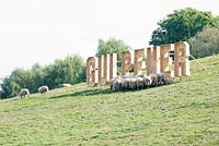 Sheep on a hill near the wooden letters of Gulpener.