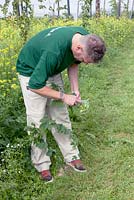 Volunteers picking the hop plants.