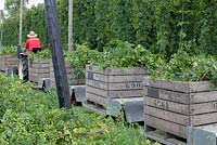 Hop harvest transport in big wooden crates