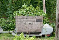 Hop harvest transport in big wooden crates