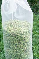 Sack filled with hop.