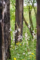 White Gaura lindheimeri flowers surrounded by smoldering wood beams. Great Gardens of the USA: The Austin Garden, RHS Hampton Court Flower Show in 2016. Designer: Sadie May Stowell - Sponsor: Brand USA